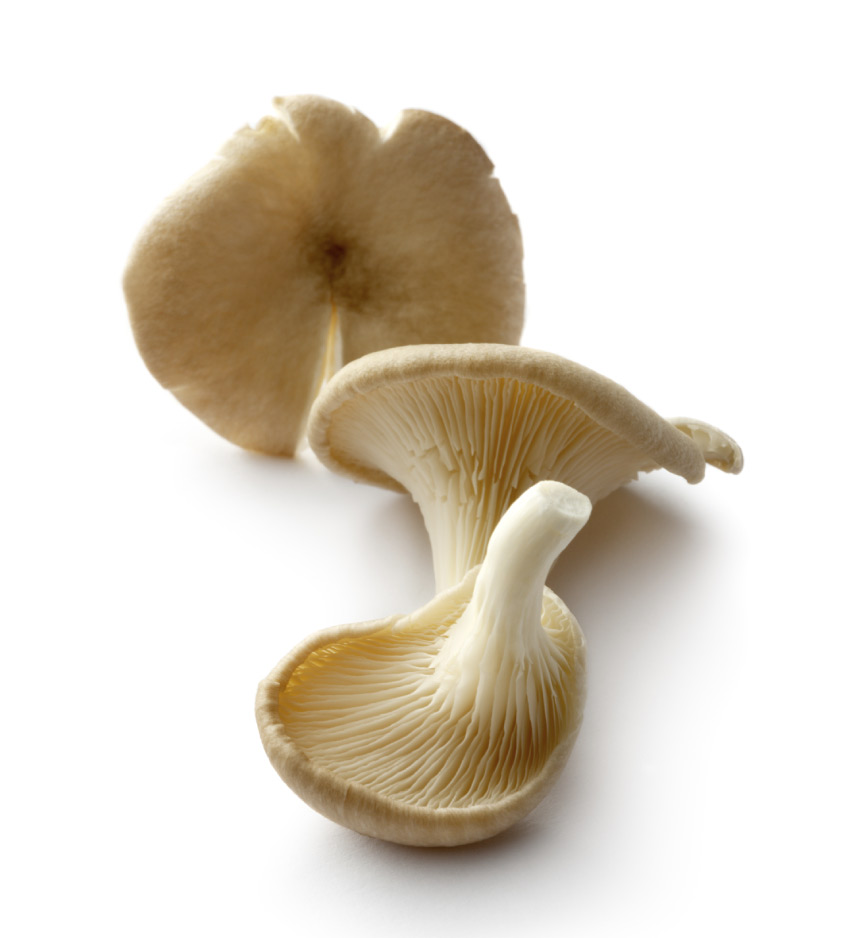Champignon Pleurote BIO 2 kg France