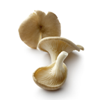 Champignon Pleurote BIO 2 kg France