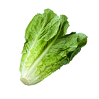 Salade coeur de romaine barquette 500 g catégorie 1 Espagne