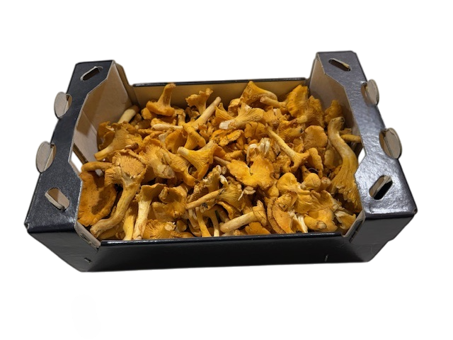 Champignon Girolle tout calibre Lituanie 1 kg