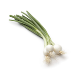 Oignon blanc botte France