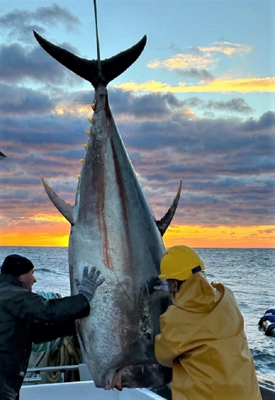 Pelagos Plavoperajna tuna cca kg