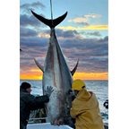 Pelagos Plavoperajna tuna cca kg