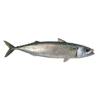 Pelagos lokarda cca kg