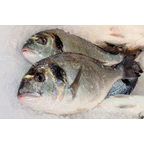 ORADA 400/600G 