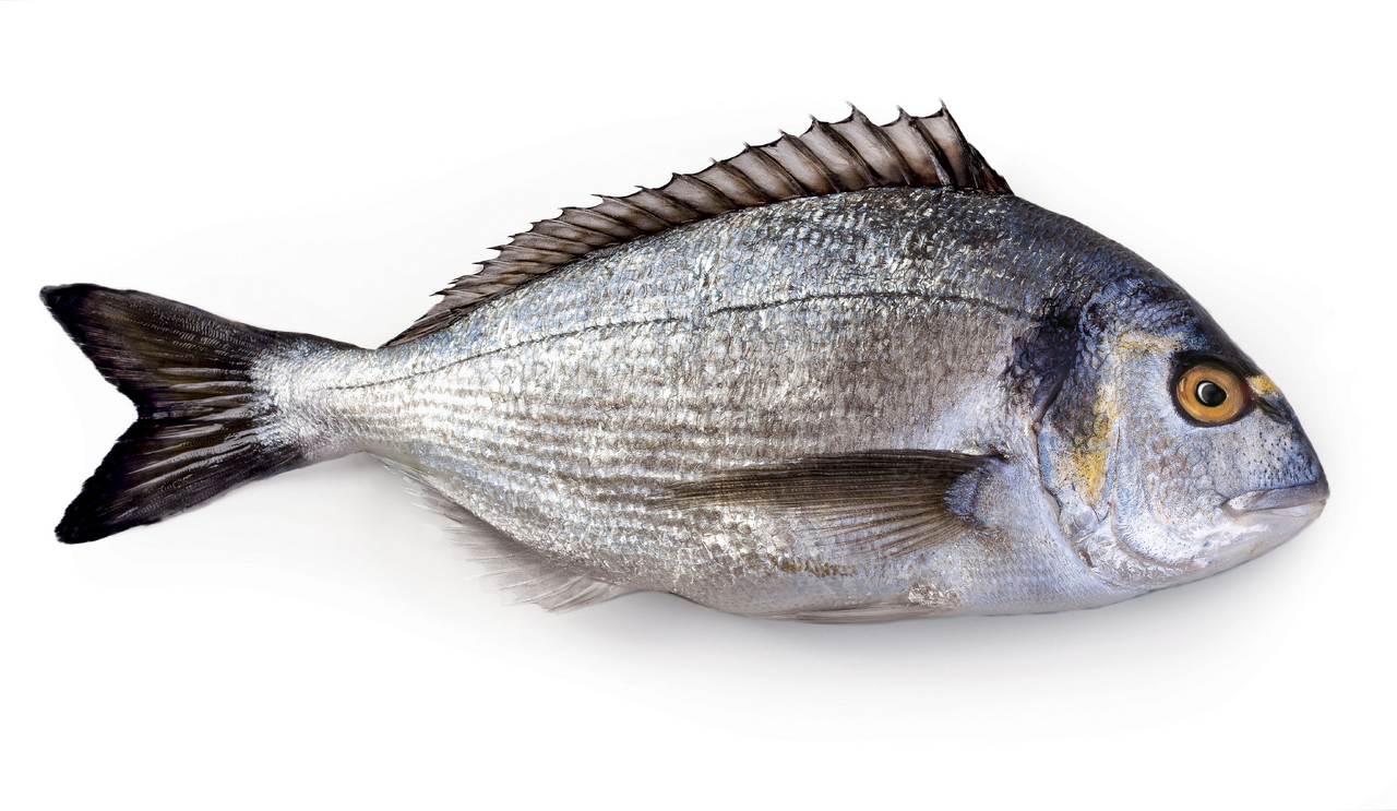 GUMUSDOGA SEAFOOD Дорадо 800/1000 охлажденный целый непотрошеный КГ