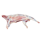 КГ ОХЛ БАРАНИНА ТУША