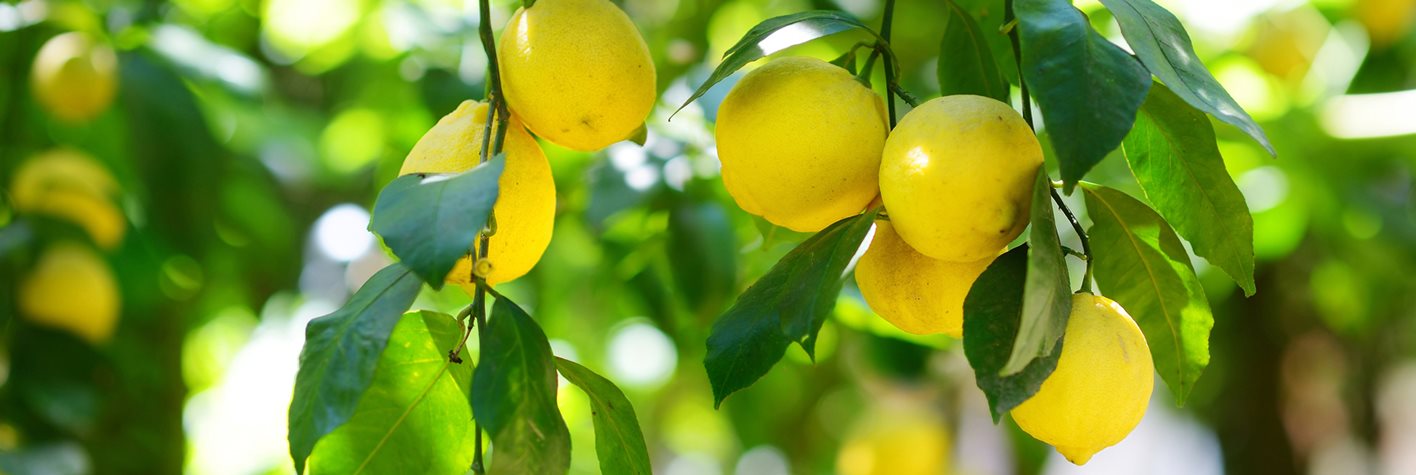 Lemon hero 1 Lemon hero 1