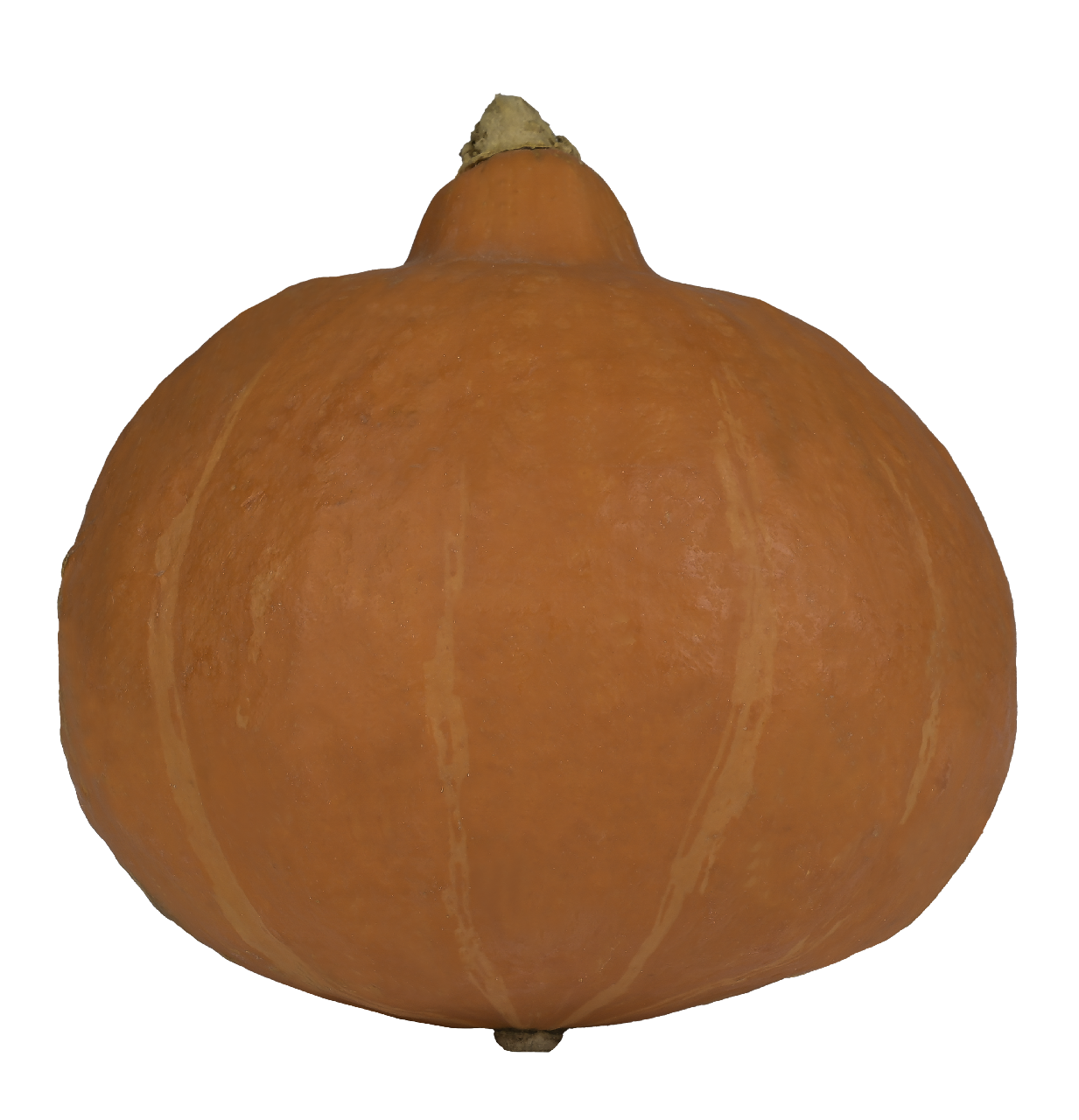 Pompoen Oranje