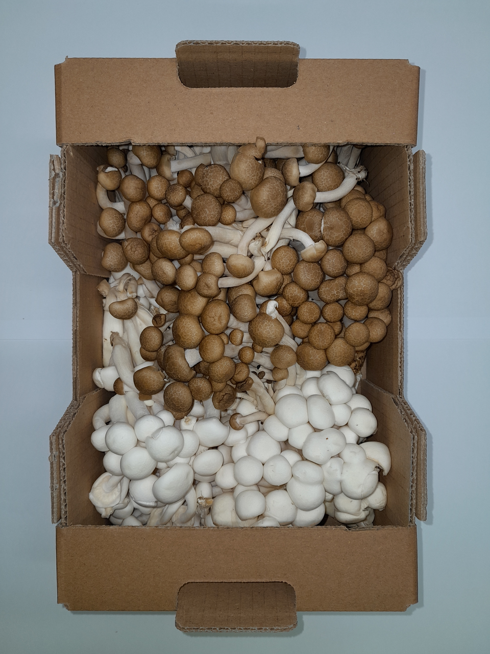 METRO Chef Cogumelo Shimeji Mix Categoria I 1kg
