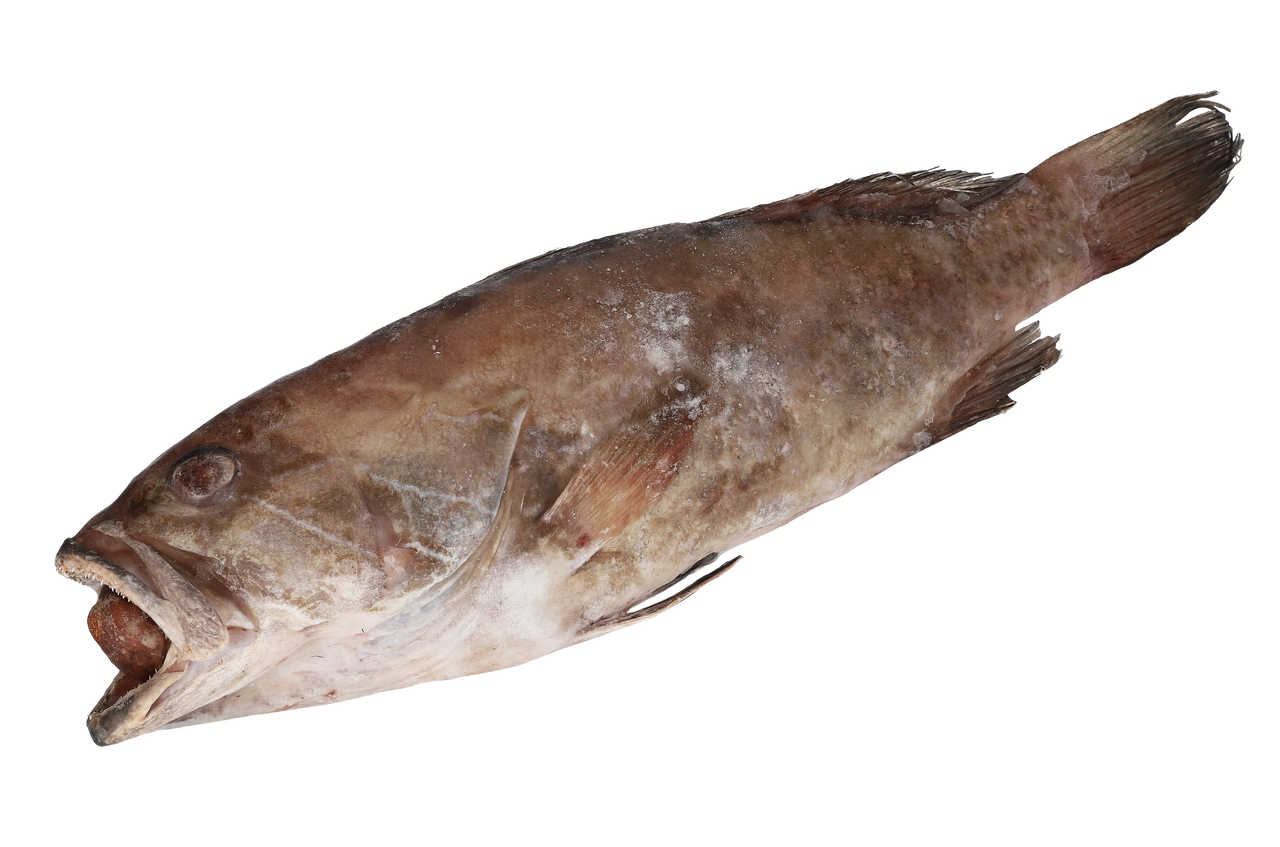 BRASMAR Garoupa com Cabeça sem Visceras