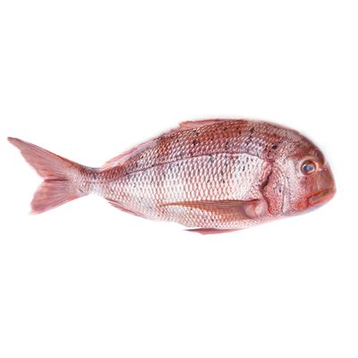 Pargo de Riscas Fresco Inteiro 2/3 kg
