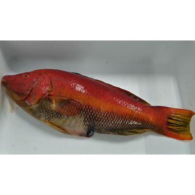 Viola (Peixe-Cão) Fresco