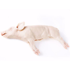 METRO Chef Leitao Espanha Congelado 4/5 Kg