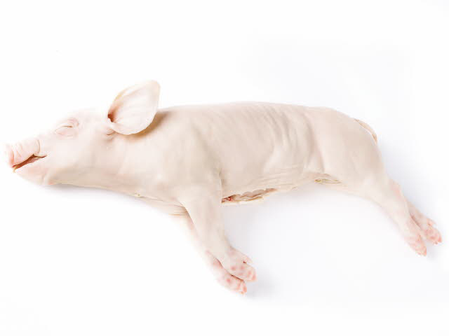 METRO Chef Leitao Espanha Congelado 6-8 Kg