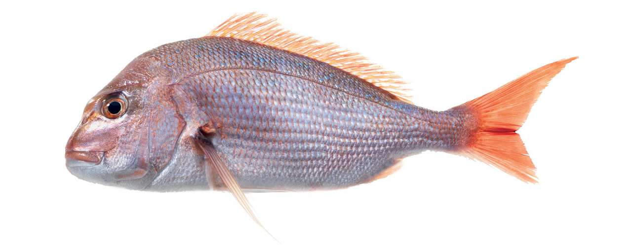 Pargo Aquacultura >1K-Inteiro-Sem transformacao