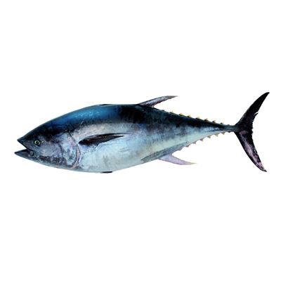 Atum Rabilho Inteiro Fresco 20kg+