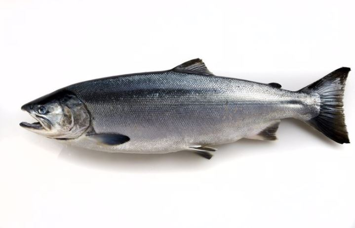 METRO Chef, Salmao (SAL), Aquacultura - Noruega, Superior, calibre 5/6KG - Inteiro, sem transformaçao