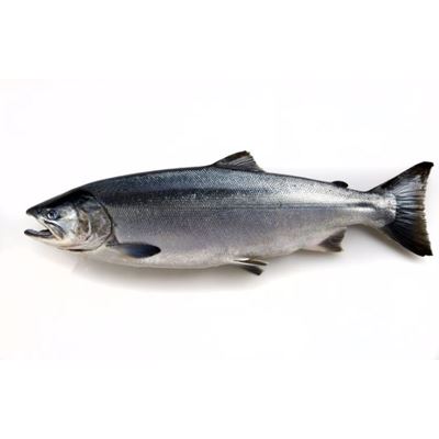 Salmão Inteiro METRO Chef Noruega Aquicultura Superior 5/6kg