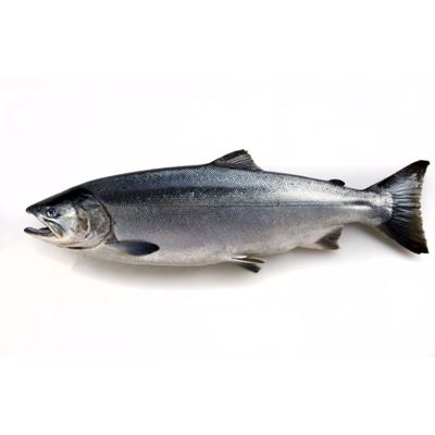 Salmão Inteiro METRO Chef Noruega Aquacultura 7/8kg