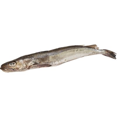 Pescada Selvagem de Anzol Amanhada +3kg