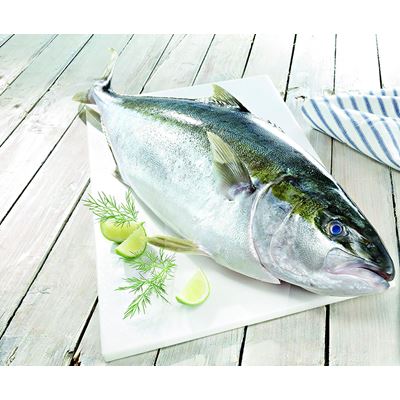 Charuteiro Inteiro ASC 2/3 kg