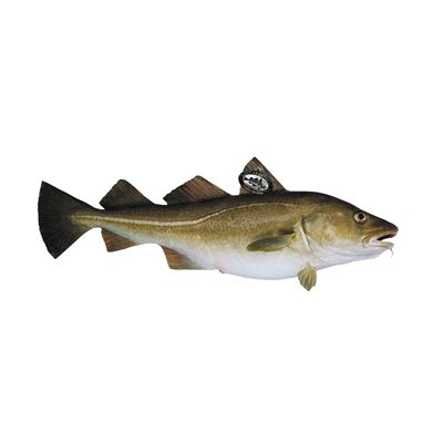 Filete de Bacalhau Skrei sem Cabeça 2/4 kg