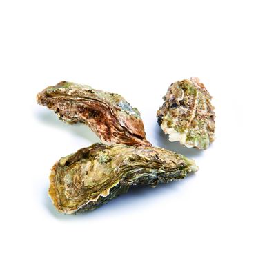 Ostras Frescas Ria de Aveiro Nº3 1kg