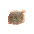 METRO Chef Pregado Nacional Aquicultura 1 / 1,5 Kg - Codigo Espécie Fao 