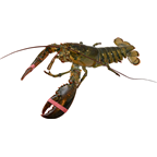 Lavagante Americano (LBA) Vivo, calibre 660/790G - Halves, MSC, HARD Shell