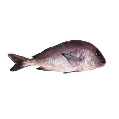 Pargo Mulato (Pombo) Amanhado +2kg