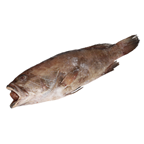 Garoupa (GPW), Selvagem - Importada, calibre 3/5KG - Inteiro, sem transformaçao