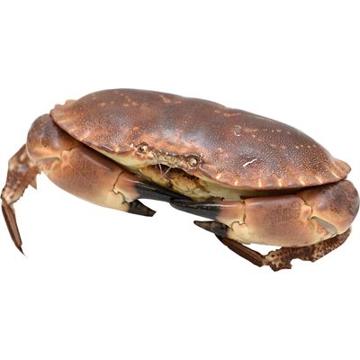 Sapateira Macho Fresca 800/1200g