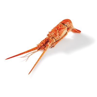 Lagosta Branca 500/1000g