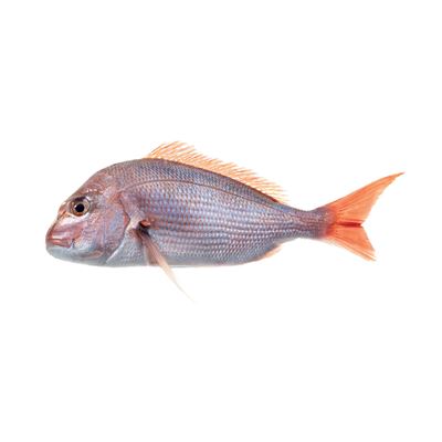 Pargo Fresco Inteiro +5kg