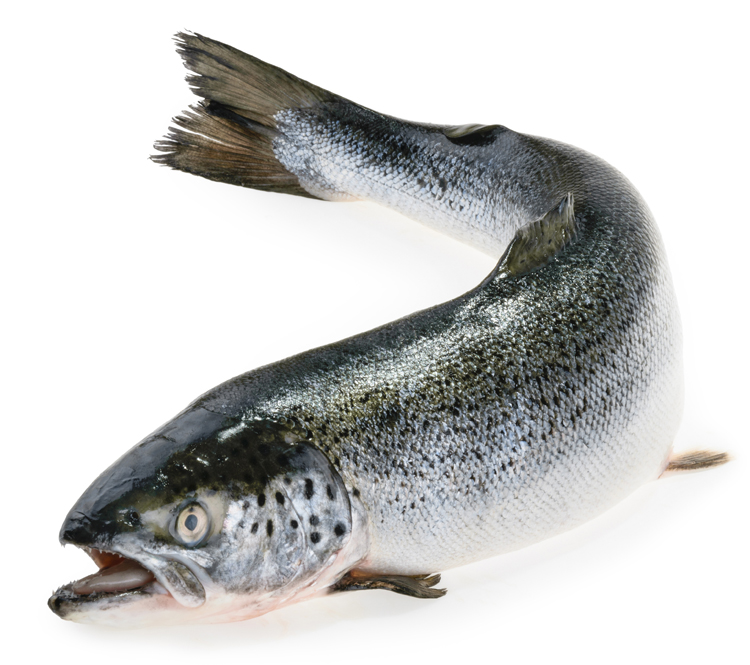 Salmao (SAL), Aquacultura - Noruega, calibre 6/7KG - Inteiro, sem transformaçao