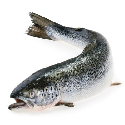 Salmão Inteiro Fresco METRO Chef Noruega Aquicultura 6/7 kg