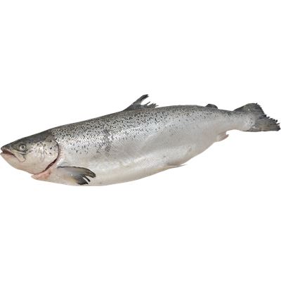 Salmão Inteiro Fresco METRO Chef Noruega 7/8 kg
