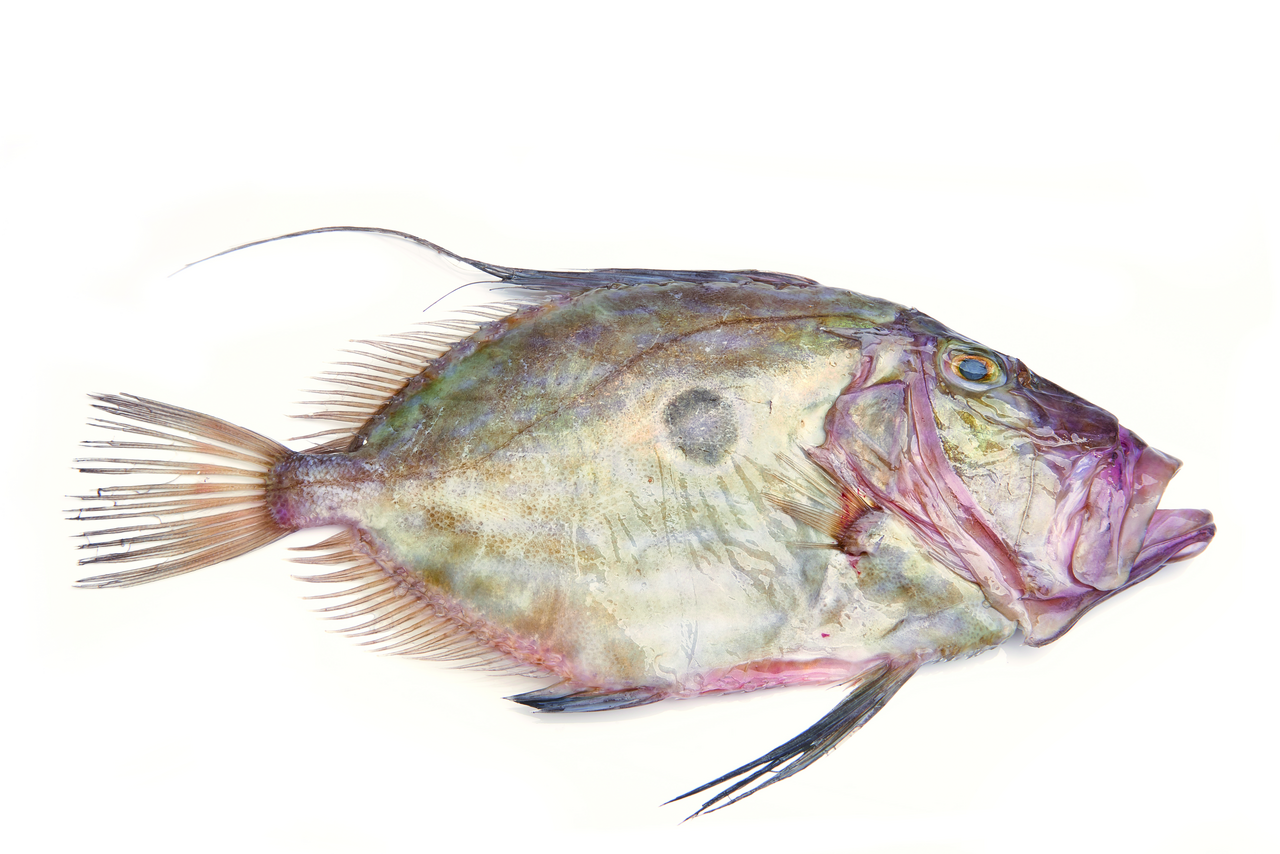 Peixe Galo >2K-Inteiro-Sem transformacao