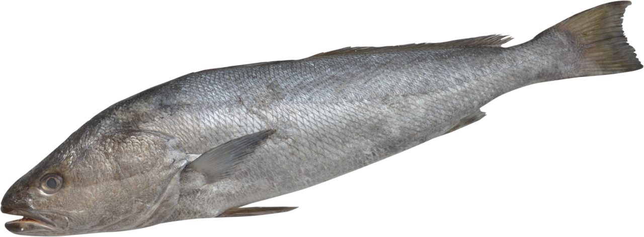 Corvina Real Aquacultura 5/6K-Inteiro-Sem transformacao