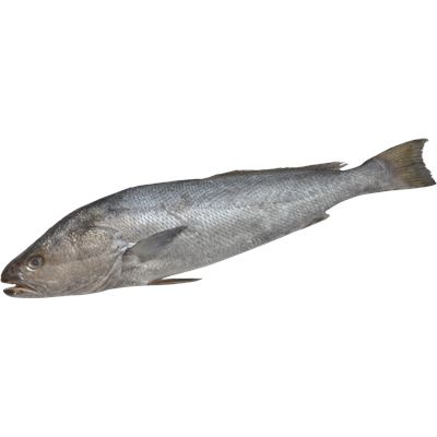 Corvina Nacional Inteira +10kg (Peixe Fresco)