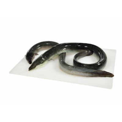 Enguia/Eiroz Fina Fresca (Kg)