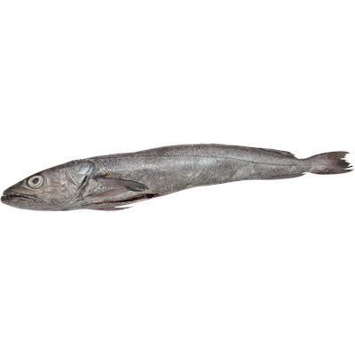Peixe Marmota Fresco Inteiro 300/500 g