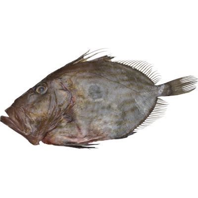 Peixe Galo Fresco Inteiro (800g-2kg)