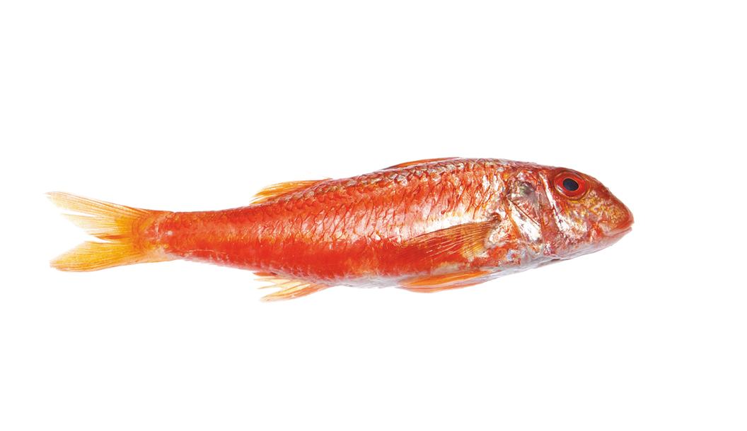 Salmonete +400 G, Directo Da Lota