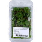 Microlegumes Red Vein Sorrel 30G