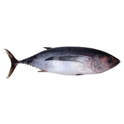 Atum Patudo Inteiro Fresco 5kg+