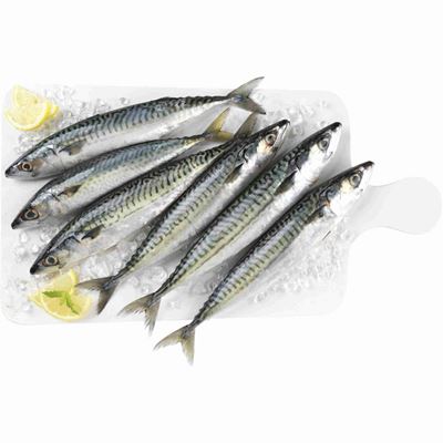 Sarda Fresca Inteira