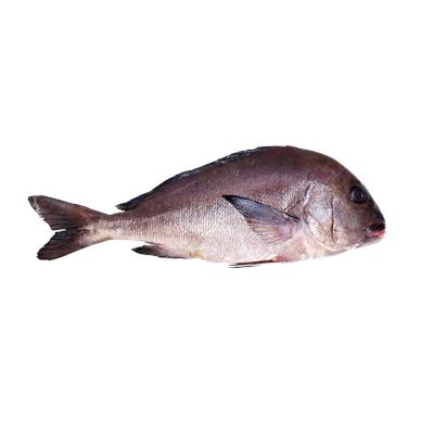 Pargo Mulato (Pombo) Fresco +2kg