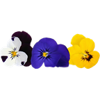 METRO Chef Flor Comestivel Amor Perfeito Categoria I >10g